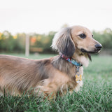 PRISM | MARTINGALE COLLAR
