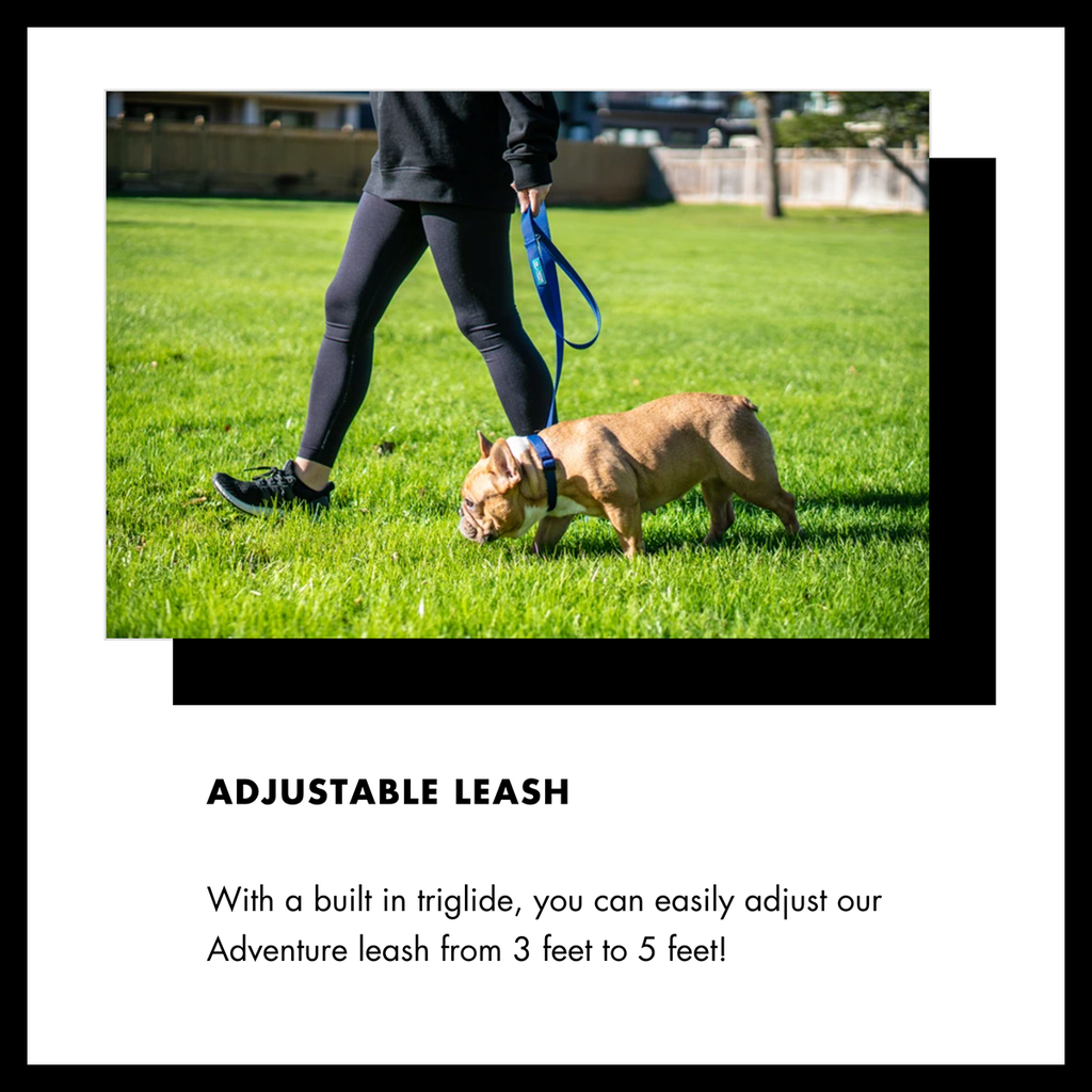 APEX DOG LEASH Can Clover